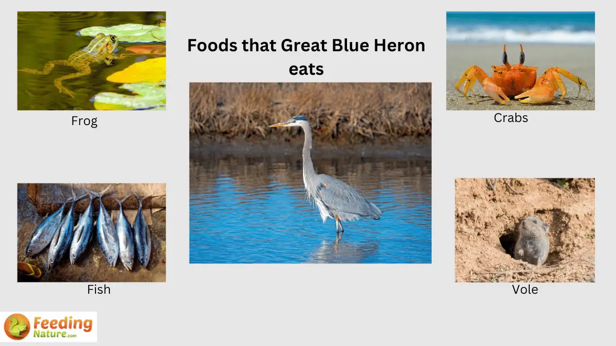 What Do Great Blue Herons Eat? Dining in the Wetlands - Feeding Nature