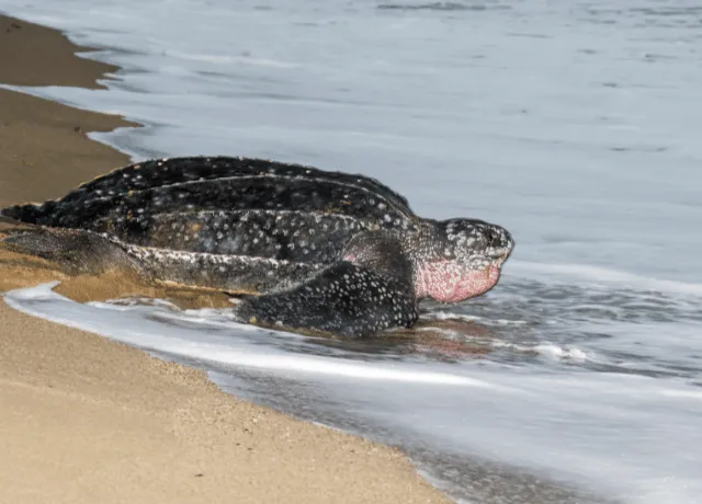 what do leatherback turtles eat