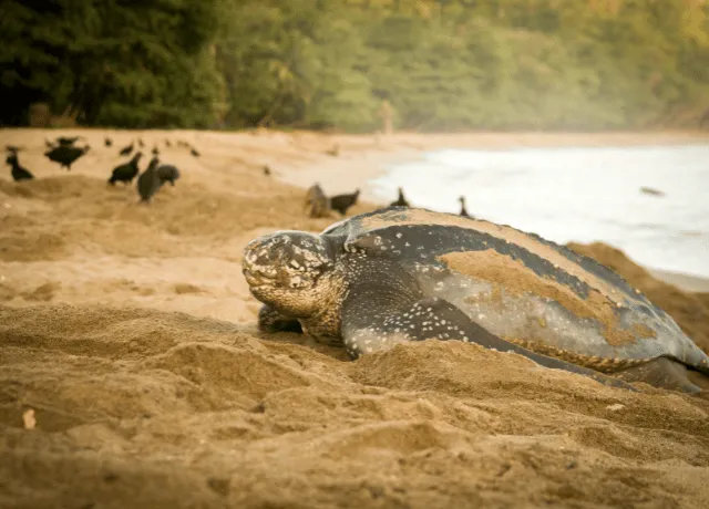what do leatherback turtles eat