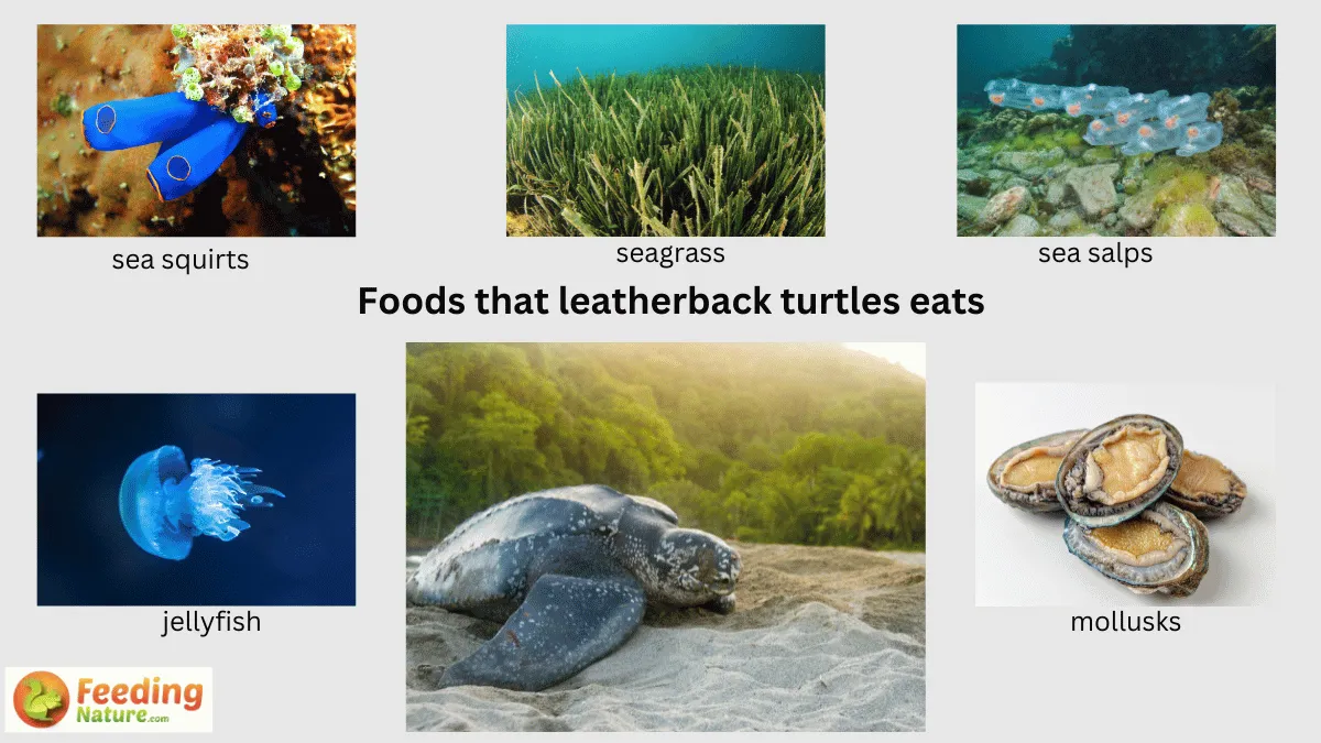 what-do-leatherback-turtles-eat-dining-in-the-deep-feeding-nature