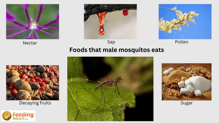 what do male mosquitos eat