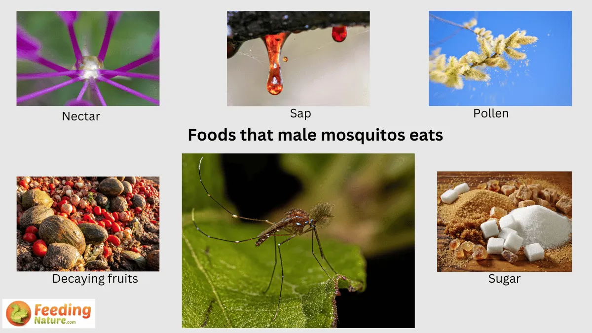 What Do Male Mosquitoes Eat? From Nectar to Nutrients - Feeding Nature