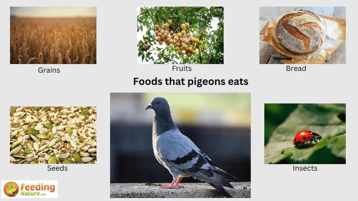 What Do Pigeons Eat? A Comprehensive Guide Feeding Nature