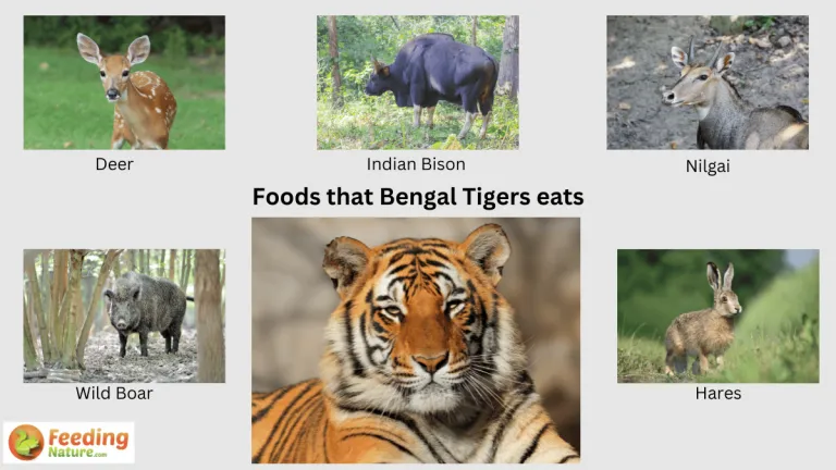 what do bengal tigers eat