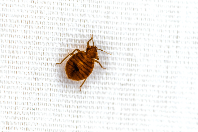 what do bed bugs eat