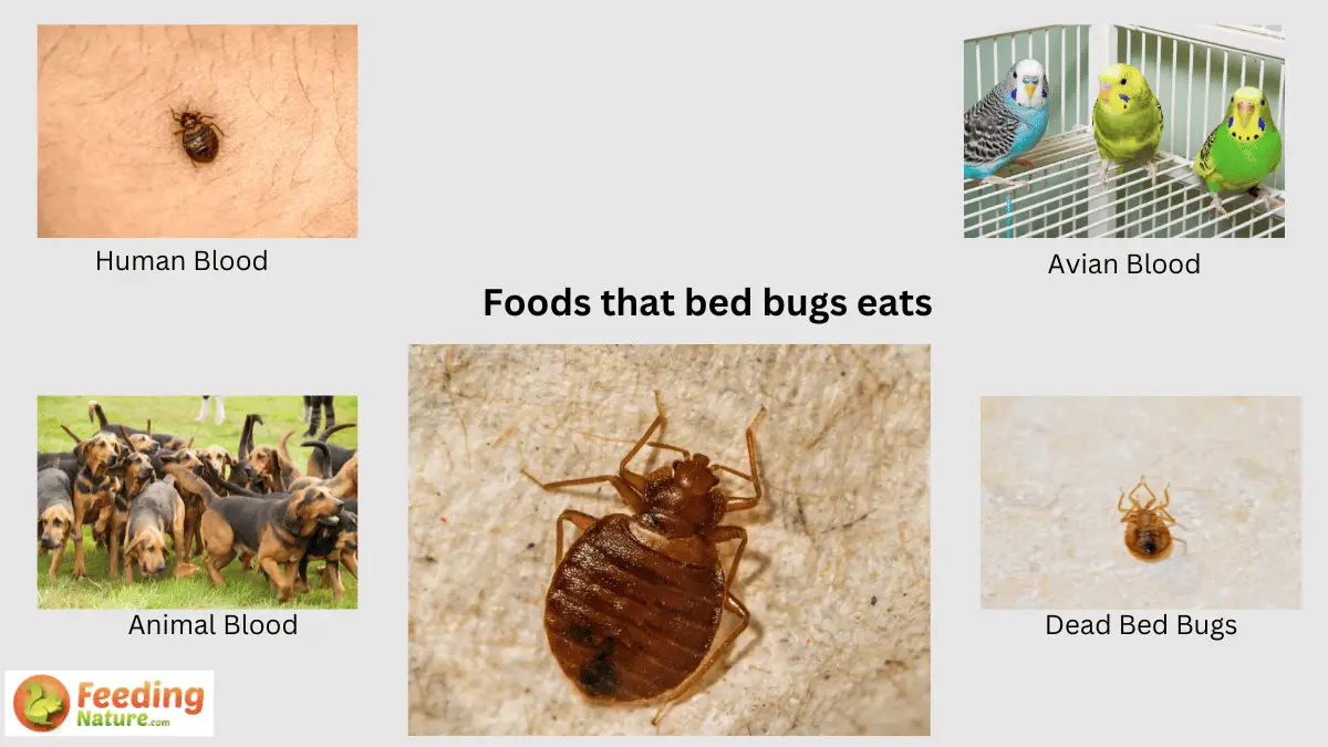 What Do Bed Bugs Eat? A Detailed Exploration of Their Diet Feeding Nature