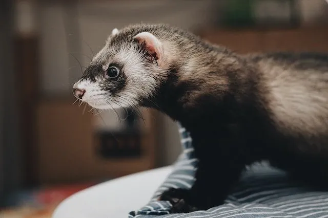 what do black-footed ferrets eat