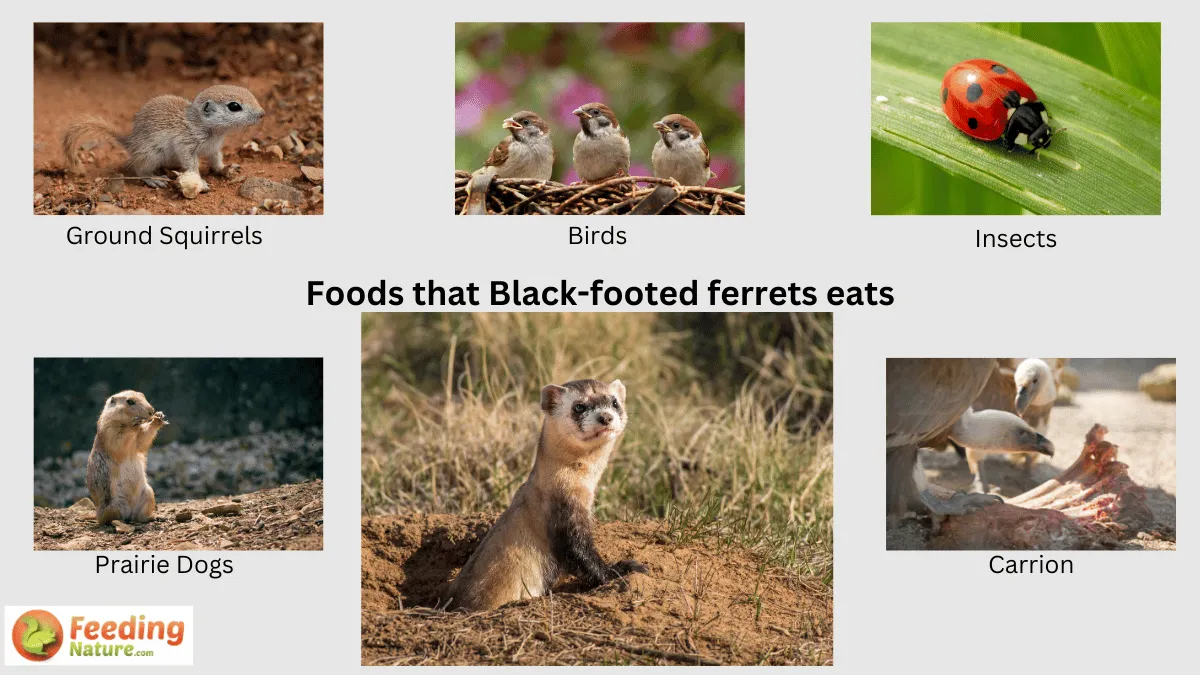 what-do-black-footed-ferrets-eat-unveiling-the-culinary-secrets-feeding-nature