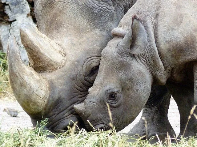 what do black rhinos eat