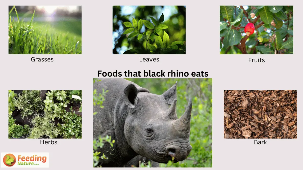 What Do Black Rhinos Eat? A Comprehensive Guide to Their Diet - Feeding