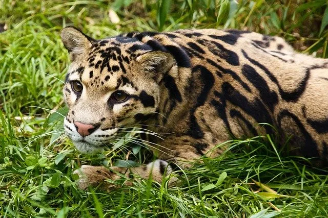what do clouded leopards eat