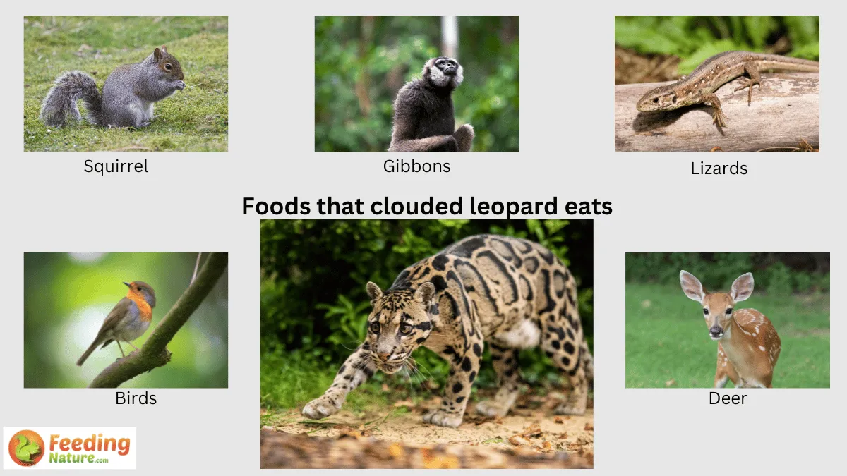 What Do Clouded Leopards Eat? Unlocking the Mystery of the Wild