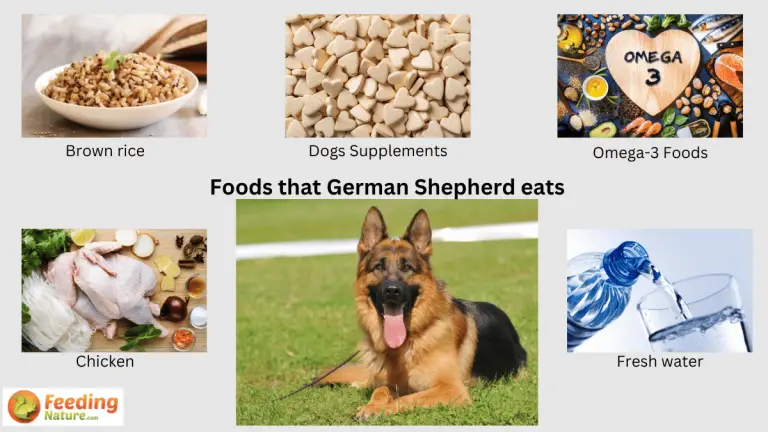 what do german shepherds eat