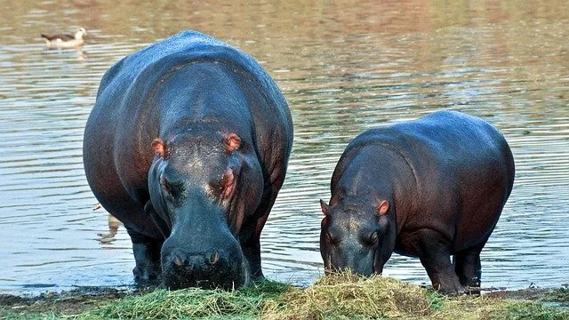 what do hippopotamuses eat