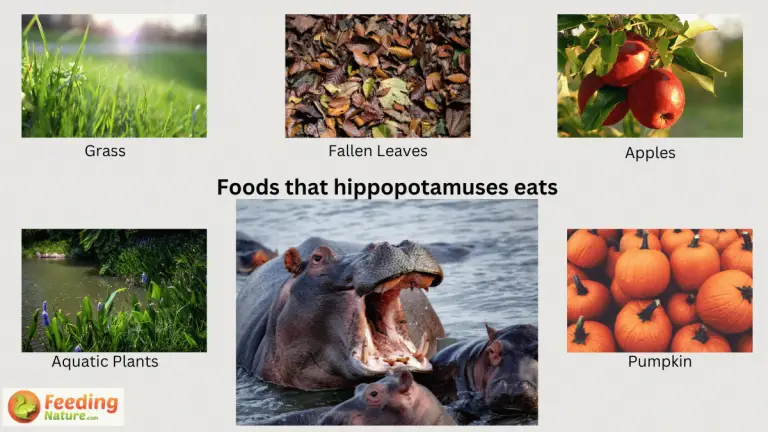 what do hippopotamuses eat