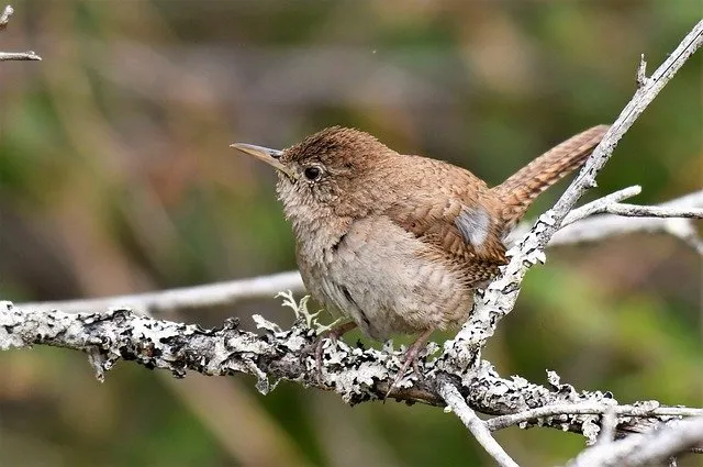 what do house wrens eat