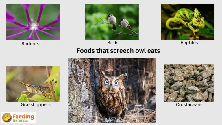 what do screech owls eat