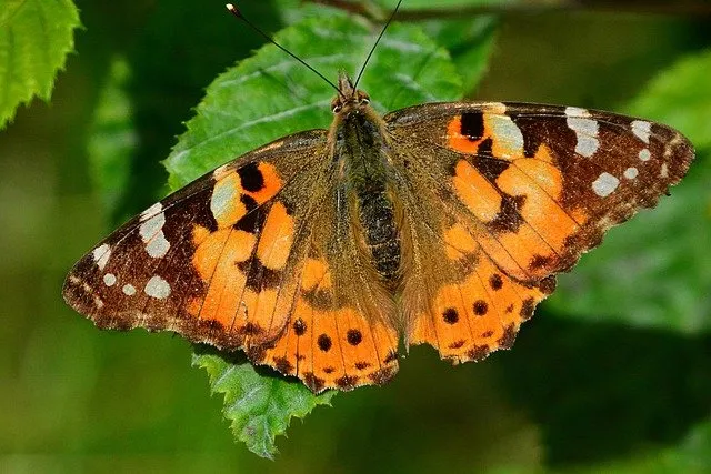 what do painted lady butterflies eat