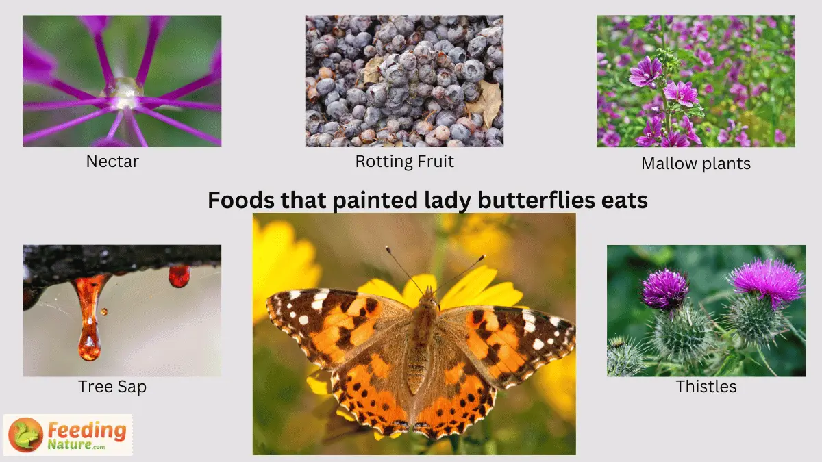 What Do Painted Lady Butterflies Eat? From Caterpillar to Butterfly