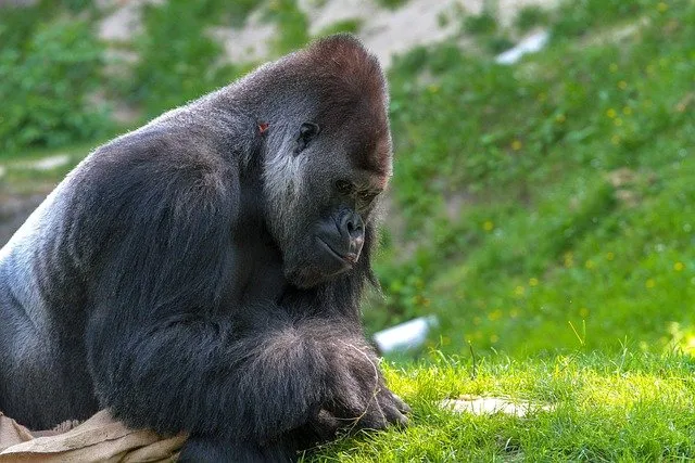what do silverback gorillas eat