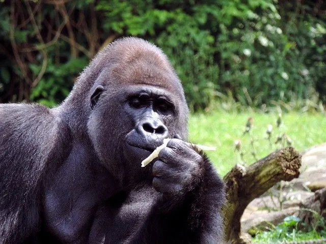 what do silverback gorillas eat