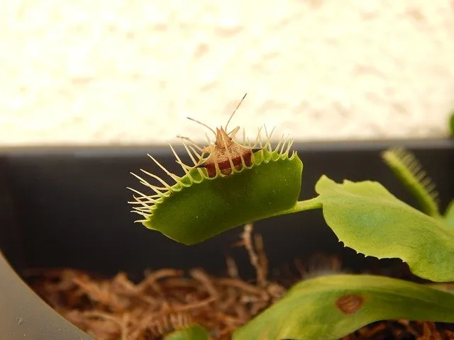 what do venus flytraps eat