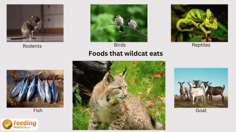 what do wildcats eat