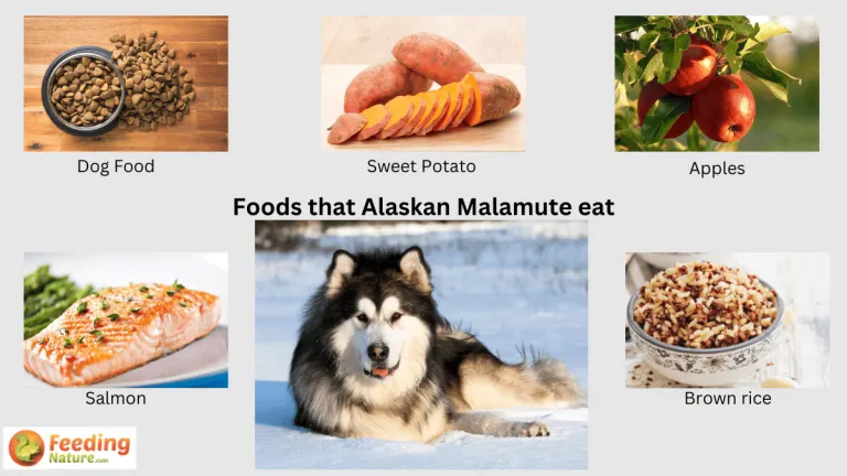 what do alaskan malamutes eat