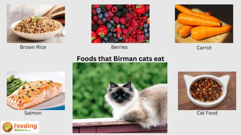 what do birman cats eat