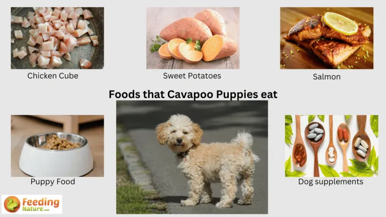 what do cavapoo puppies eat