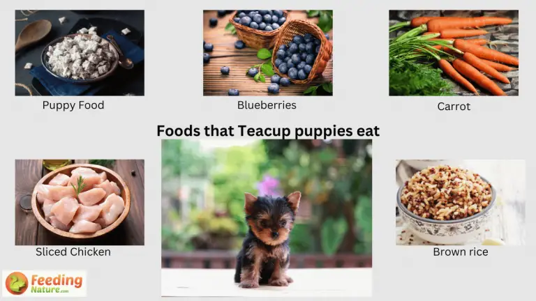 what do teacup puppies eat