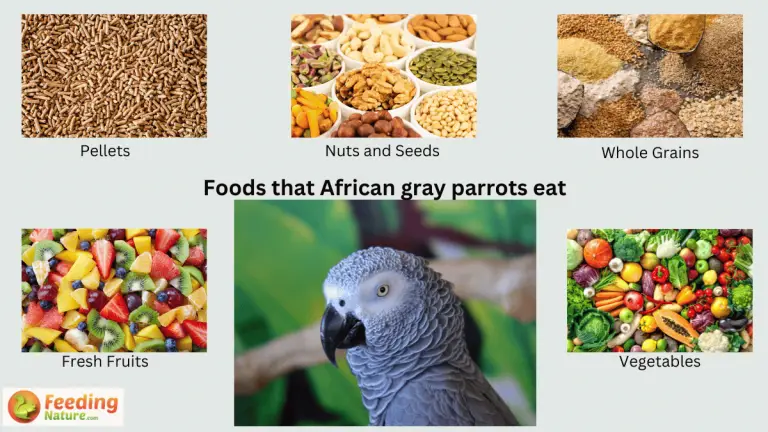 what do African gray parrots eat 4