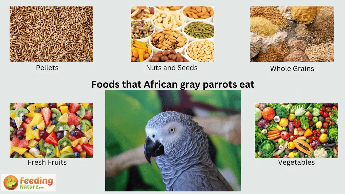 What Do African Gray Parrots Eat? From Beak to Bowl Feeding Nature