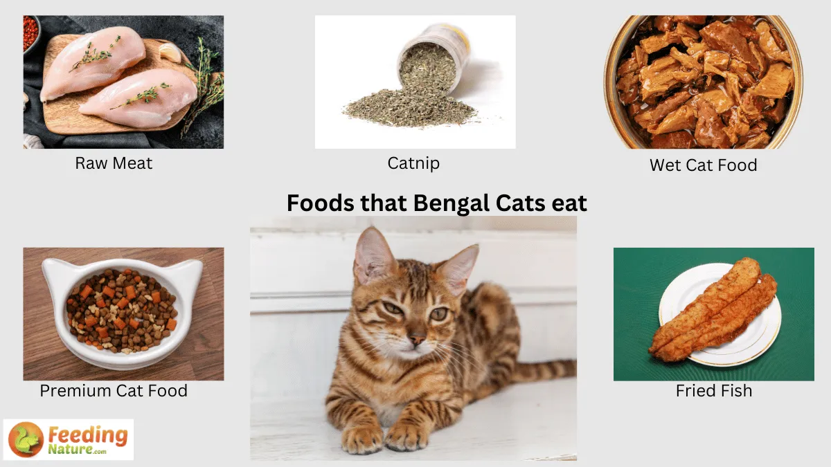 What Do Bengal Cats Eat Unlocking The Culinary Code Feeding Nature what-do-bengal-cats-eat-unlocking-the-culinary-code-feeding-nature
