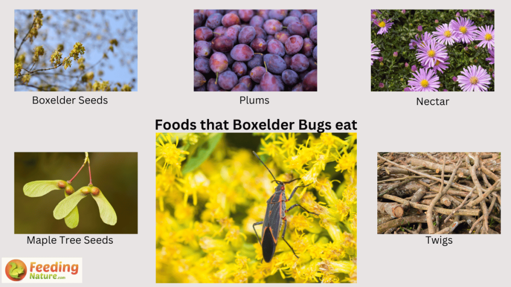 what do boxelder bugs eat