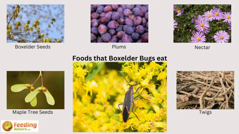 what do boxelder bugs eat