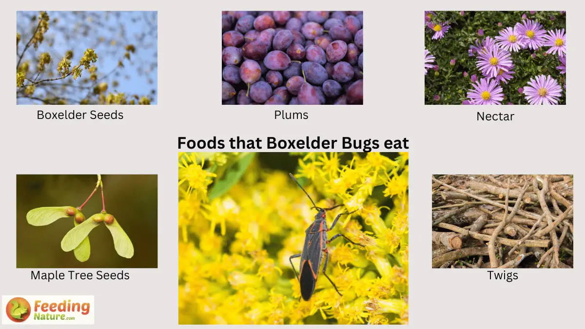 What Do Boxelder Bugs Eat? Understanding the Boxelder Bug Diet ...