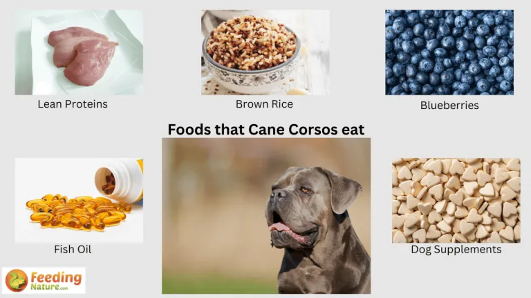 what do cane corsos eat