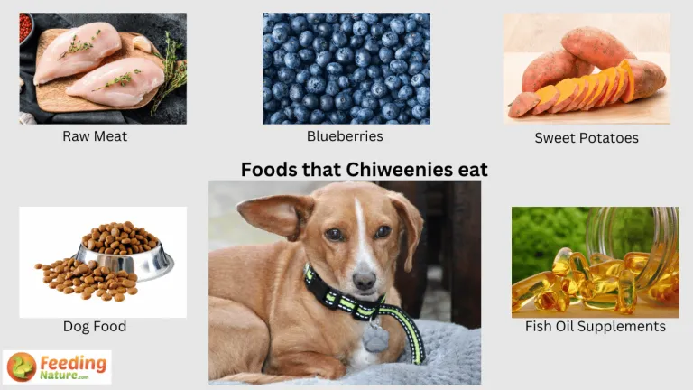 what do chiweenies eat