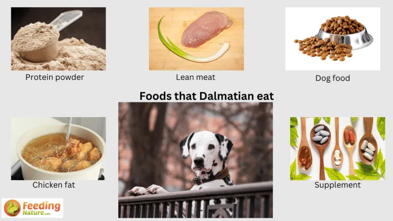 what do dalmatians eat
