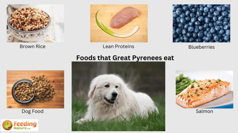 what do great pyrenees eat