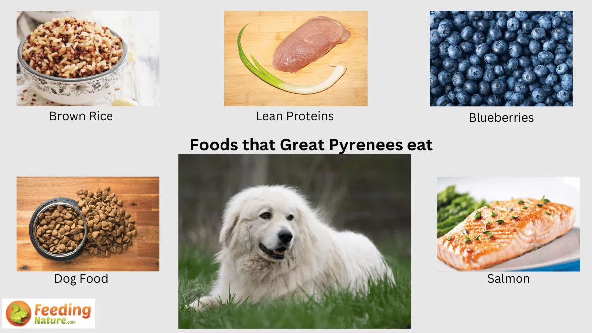 What Do Great Pyrenees Eat? A Nutritional Guide Feeding Nature