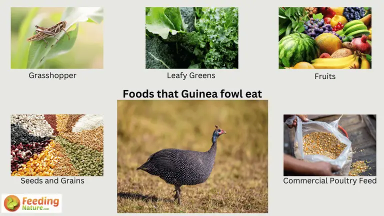 what do guinea fowl eat