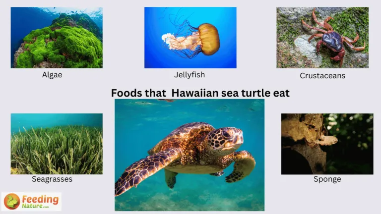 what do hawaiian sea turtles eat
