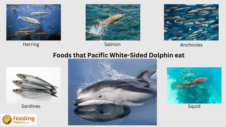 what do pacific white sided dolphins eat
