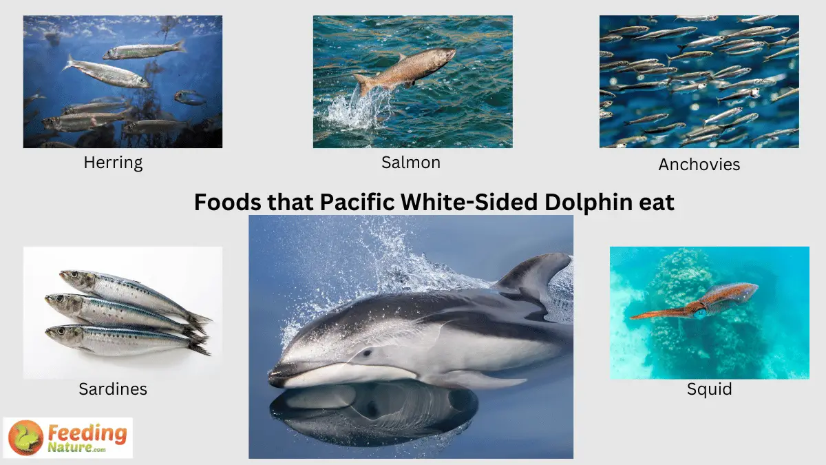 What Do Pacific White-Sided Dolphins Eat? Exploring the Palate