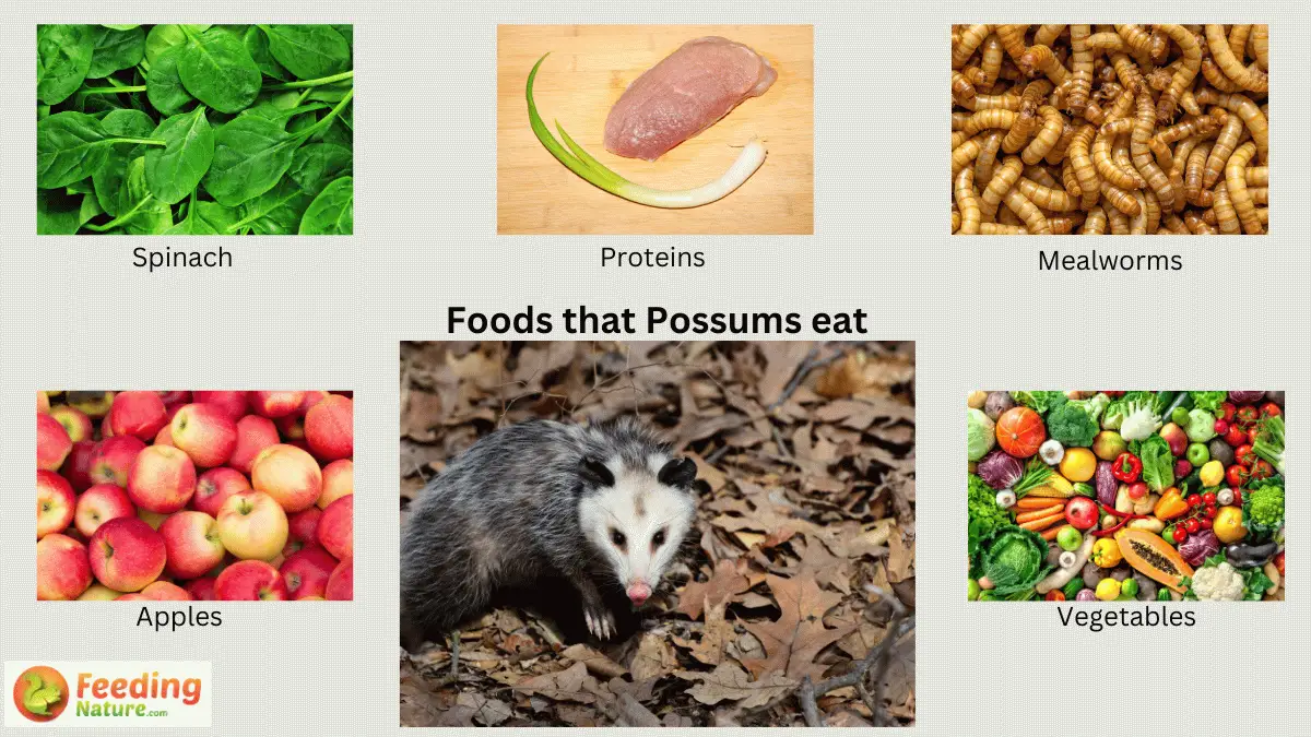 What Do Possums Eat? Nutritional Insights - Feeding Nature