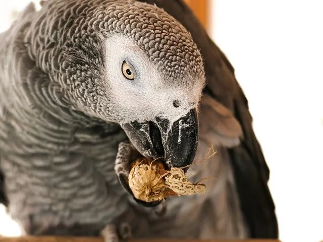 what do african gray parrots eat