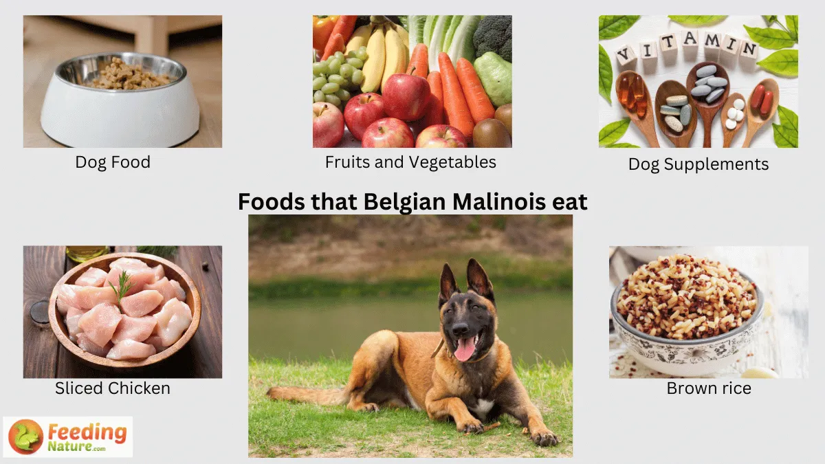 What Do Belgian Malinois Eat? A Diet Guide for Optimal Health - Feeding ...