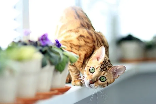 what do bengal cats eat